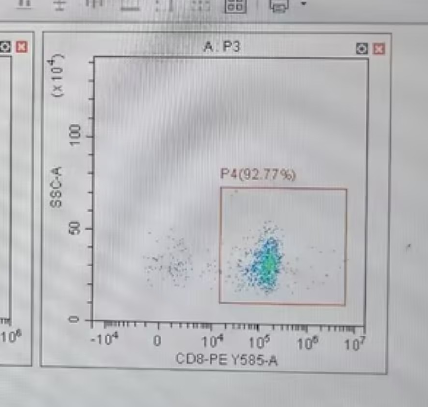 低占比成年小鼠CD8+T细胞，阴性分选能拿到高纯度吗？南方科技大学客户Demo实测