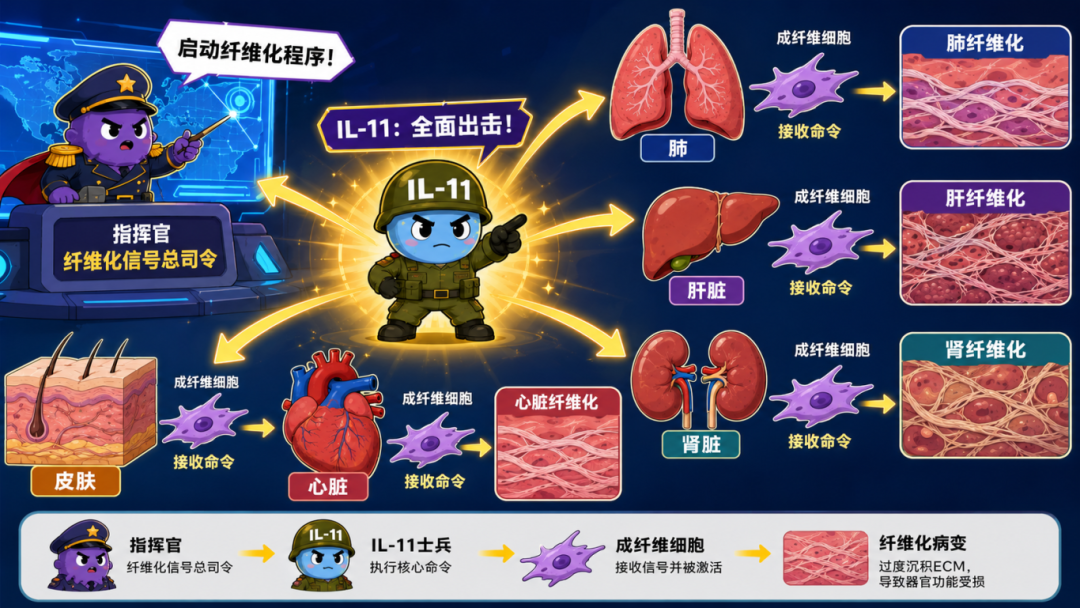 TR-FRET新品上市｜IL-11：瞄准抗纤维化的下一个明星靶点