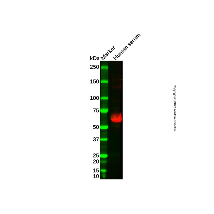 Recombinant Human IgA Antibody，重组, ExactAb™, 已验证, 见COA，阿拉丁