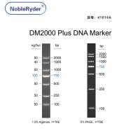 DM2000 Plus DNA Marker(100-2000bp)