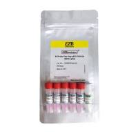 EZProbe 一步法探针RT-qPCR试剂盒（ROX1）