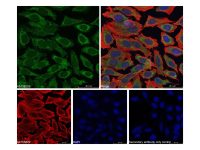 Goat Anti-Rabbit IgG H&L (AF488),ExactAb™, 高性能, 已验证, Ex:490nm, Em:525nm, 1 mg/mL,阿拉丁