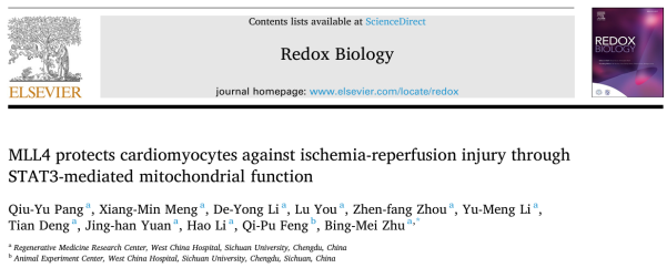 Redox Biology (IF 16.2) | 康测科技CUT&Tag+RNA-seq联合揭示MLL4通过表观调控STAT3保护心肌缺血再灌注损伤