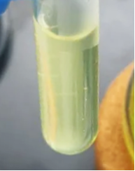比肩进口品质，1/10价格！Purescix品牌D-荧光素钾盐重磅上市！