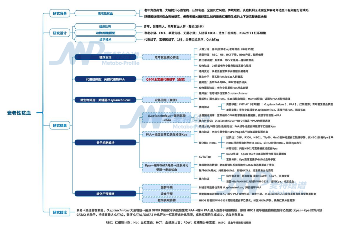 客户案例 | Blood：老年人贫血别乱补铁？低苯丙氨酸饮食有望改善老年造血衰退