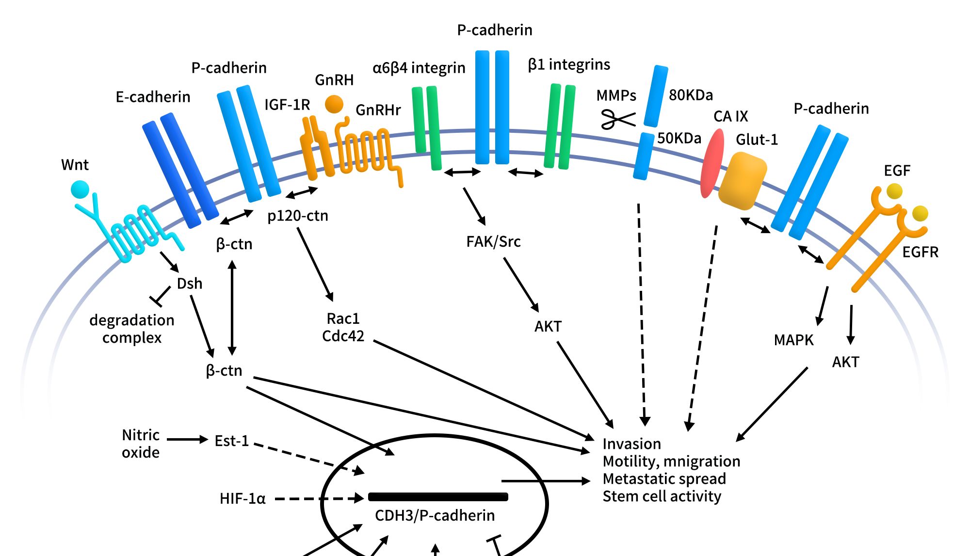 CDH3/P-cadherin：从细胞黏附分子到肿瘤靶向治疗新焦点