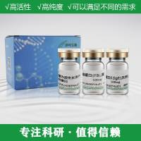 精氨基琥珀酸合成酶1(ASS1)重组蛋白