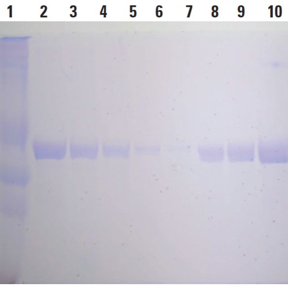 刀豆蛋白A磁珠BioMagPlus Concanavalin A