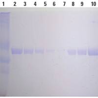 刀豆蛋白A磁珠BioMagPlus Concanavalin A