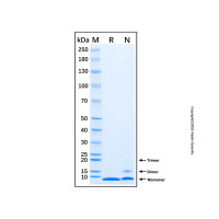 Recombinant Human IGF-I/IGF-1 Protein,无载体,生物活性,ActiBioPure™,高性能,PBS Only,≥90%(SDS-PAGE),见COA,阿拉丁