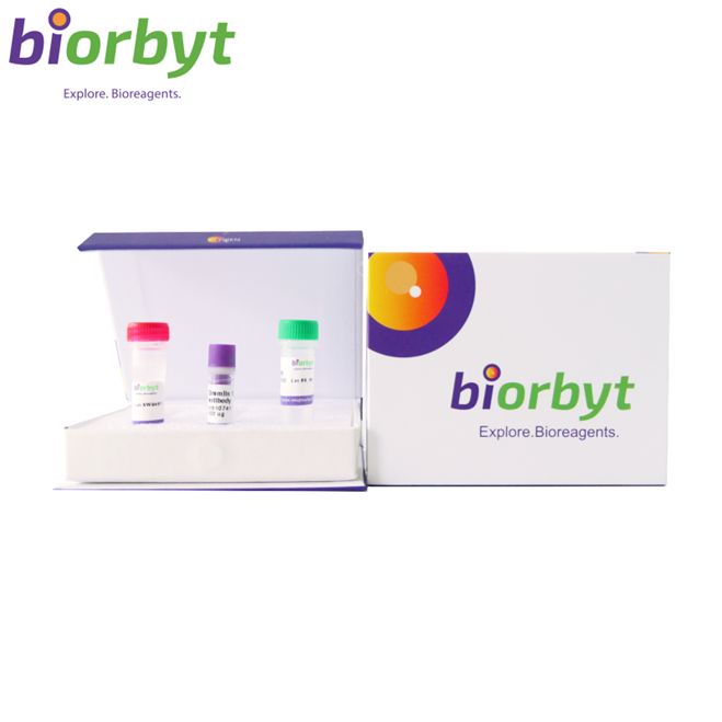 Mouse CD32/CD16 Antibody 抗体,orb2278768,Biorbyt产品图