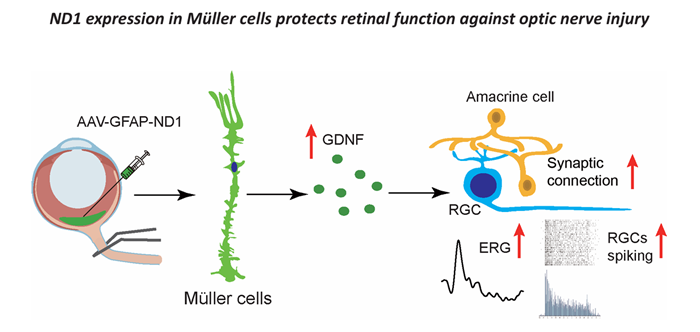 MED64平面微电极矩阵记录系统文章分享,浙大连同南京大学发表在Neural Regeneration Research “Integrated machine learning–based RNA sequencing and single-cell analysis reveal RNA methylation regulation patterns in the immune microen