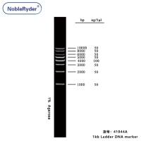 1kb Ladder DNA marker (1000-10000bp,three colors)