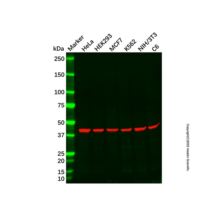 Recombinant beta Actin Antibody,ExactAb™, 已验证, 重组, 高性能, 见COA,阿拉丁