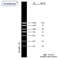 DL2000+ DNA Marker (100-2000bp three colors)