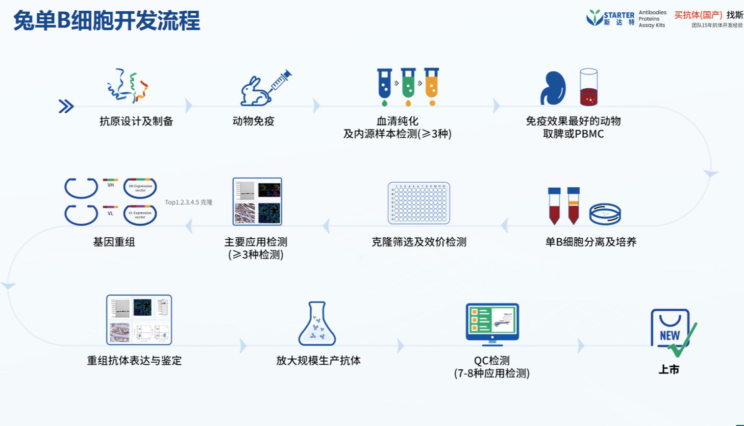 兔单 B 细胞技术加持：抗体的结构、功能与重组抗体制备核心要点