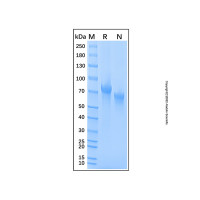 Recombinant Human Holo-Transferrin,无动物源,无载体,生物活性,ActiBioPure™,低内毒素,高性能,用于细胞培养,≥95%(SDS-PAGE),铁含量(Iron content)>1000 ppm,阿拉丁