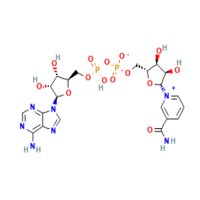 β-烟酰胺腺嘌呤二核苷酸（NAD），53-84-9，Moligand™, ≥98%(HPLC)，阿拉丁
