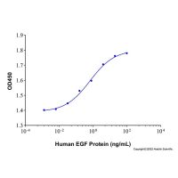 Recombinant Human EGF Protein,无动物源,无载体,生物活性,ActiBioPure™,高性能,≥95%(SDS-PAGE),expressed in E. coli; 见COA,阿拉丁