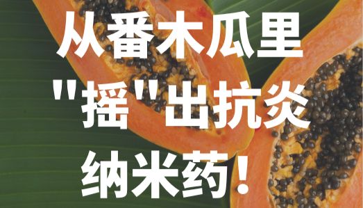 “论文里的同款系列 | 从番木瓜里"摇"出抗炎纳米药！科学家是怎么做到的？