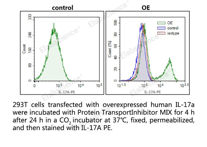 293T cells transfected with overexpressed human IL-17a were incubated with Protein TransportInhibitor MIX for 4 h after 24 h in a CO2 incubator at 37℃, fixed, permeabilized, and then stained with IL-17A PE.