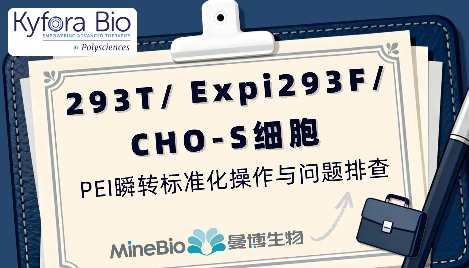 293T/Expi293F/CHO-S细胞PEI瞬转标准化操作与常见问题