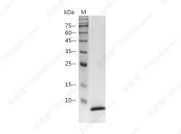 EGF/Urogastrone/URG, Human, Recombinant