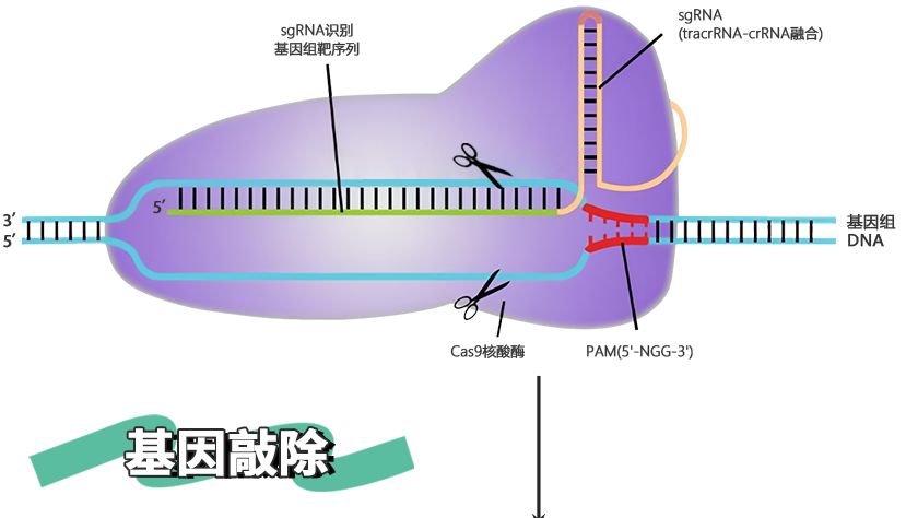 KO/KD金标准验证，高分发表更有保障