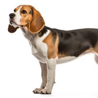 实验比格犬