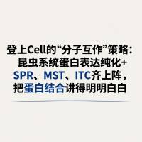 登上Cell的“分子互作”策略：昆虫系统蛋白表达纯化+SPR、MST、ITC齐上阵，把蛋白结合讲得明明白白