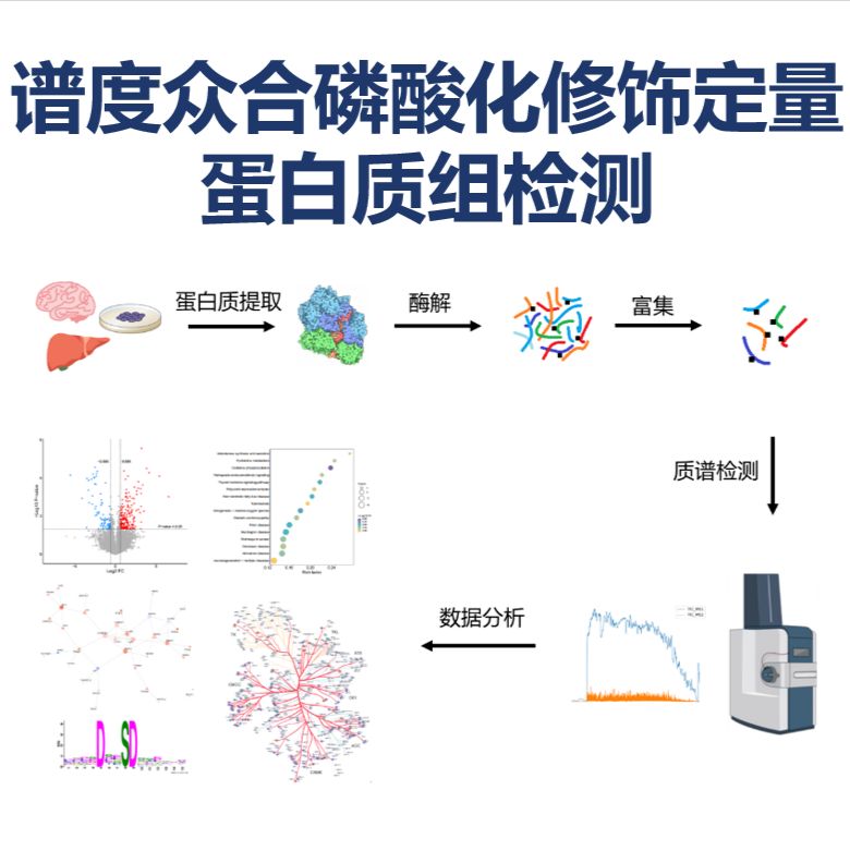 谱度众合磷酸化修饰定量蛋白质组检测分析产品图