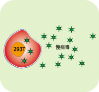 慢病毒包装