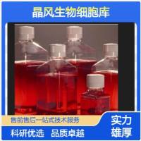 兔虹膜色素上皮细胞