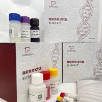 猪(Porcine)B细胞活化因子 (BAFF/CD257)ELISA检测试剂盒