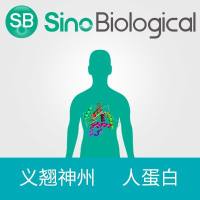 重组人RNase A / Ribonuclease A / RNASE1蛋白(His标签),13468-H08H1-UE