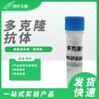 膜联蛋白A1(ANXA1)多克隆抗体