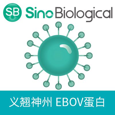 重组EBOV Soluble Glycoprotein蛋白(Dimer, His标签), 41238-V07H