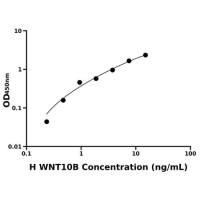 人无翅型MMTV整合位点家族成员10B(WNT10B)ELISA试剂盒