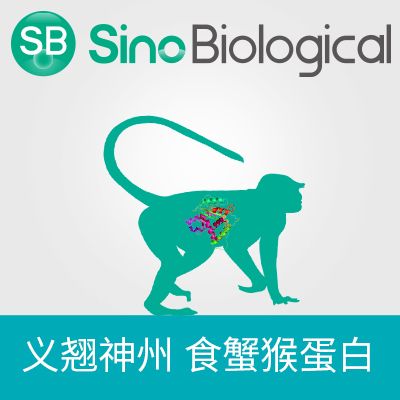 重组食蟹猴IL-31RA蛋白(His标签)产品图
