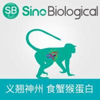 重组食蟹猴CD70/CD27 Ligand蛋白(ECD, His标签)