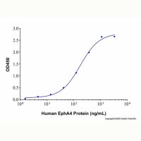Recombinant Human Ephrin-A5 Protein,无动物源,无载体,生物活性,ActiBioPure™,His标签,PBS Only,≥95%(SDS-PAGE),阿拉丁