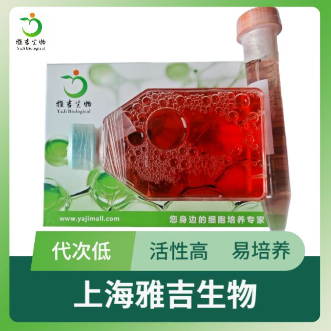 大鼠下颌骨成纤维细胞产品图