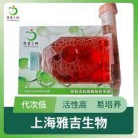 原代小鼠肾周细胞