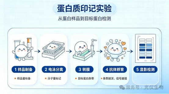 WB实验常见问题及解决方案分类总结