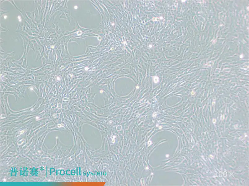 脑病体外研究利器｜procell普诺赛 HT22（小鼠海马神经元细胞），助力神经机制与药物筛选