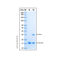 Recombinant SpyCatcher (S49C) Protein,无载体, His标签, ≥95%(SDS-PAGE), 见COA,阿拉丁