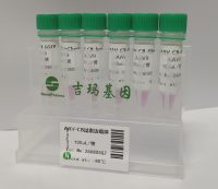 AAV-CB过表达载体