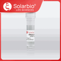 RNase A溶液(10mg/ml )