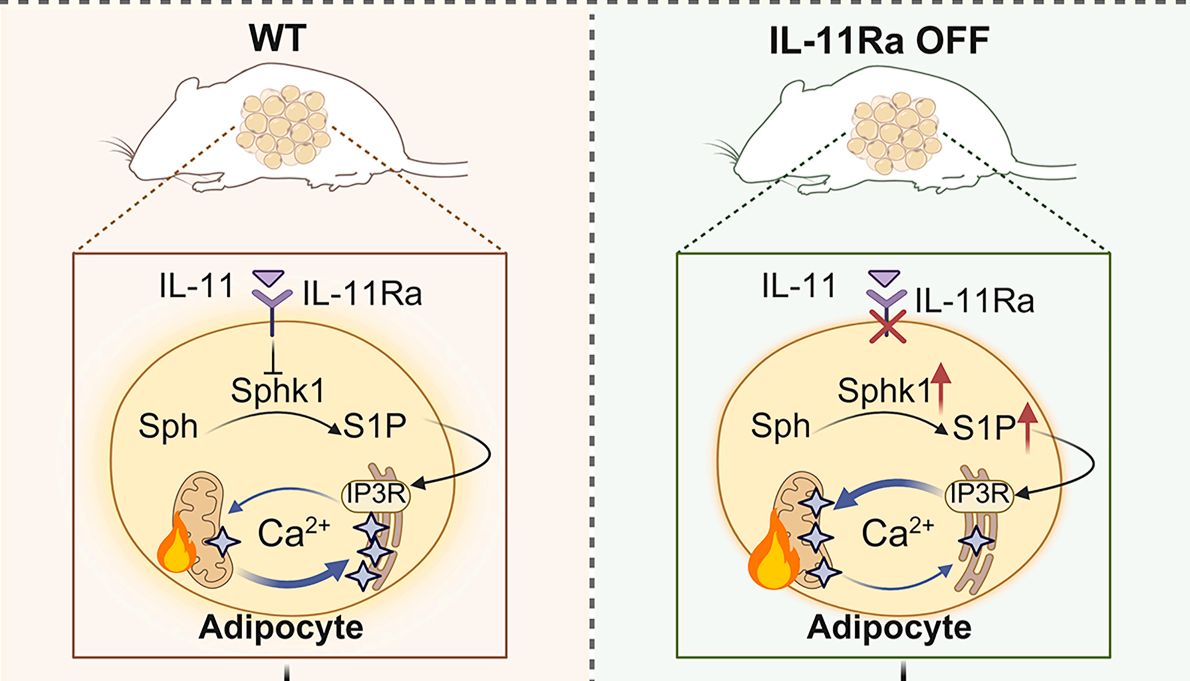客户案例 | Cell Metabolism：一条全新米色脂肪自分泌IL‑11/IL‑11Rα负反馈轴——切断它，不节食也能抵抗肥胖