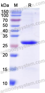 AntibodySystem蛋白抗体 | Recombinant Human ITGB3/Integrin beta-3 Protein, N-His 重组人整合素β3 · 细胞粘附与血小板功能研究核心蛋白